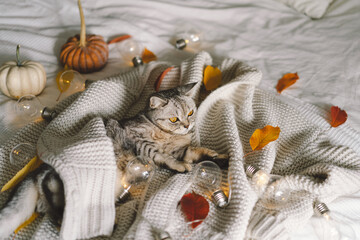 A cute cat on a soft sweater on a bed with decorative garland. Autumn or winter concepts. Hygge concept.