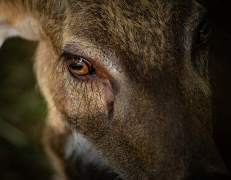 Image close-up selected focus deer eye and deer head in the zoo is a four legged mammals.