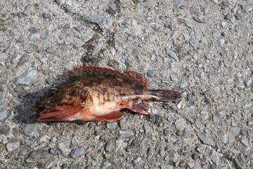 釣り　魚　カサゴ　ロックフィッシュ　根魚