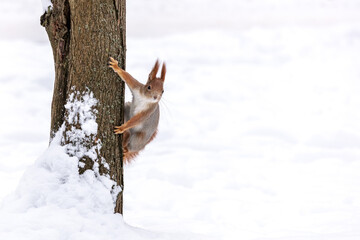 red squirrel peeks out from behind a tree trunk against the white snow