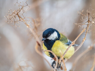 Obraz premium Cute bird Great tit, songbird sitting on a branch without leaves in the autumn or winter.