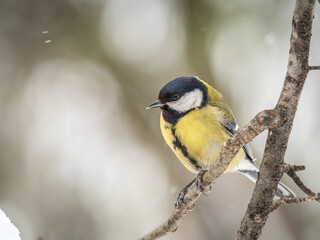 Obraz premium Cute bird Great tit, songbird sitting on a branch without leaves in the autumn or winter.