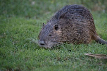 Muskrat out of the pond and in the grass