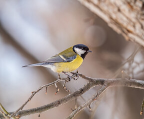 Fototapeta premium Cute bird Great tit, songbird sitting on a branch without leaves in the autumn or winter.