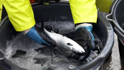 Veterinarian on salmon fish farm inspecting fish for signs of parasites on skin