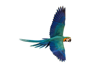 Colorful flying parrot isolated on transparent background.