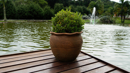 buxo ou buxinho  planta ornamental em um vaso sobre um deck do lago