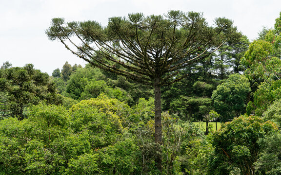 Floresta umbr&oacute;fila umida, com destaque &agrave; arvore arauc&aacute;ria ou Pinheiro do Paran&aacute;