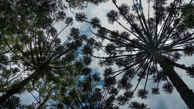 Pinheiros do Paran&aacute; vistos de baixo para cima