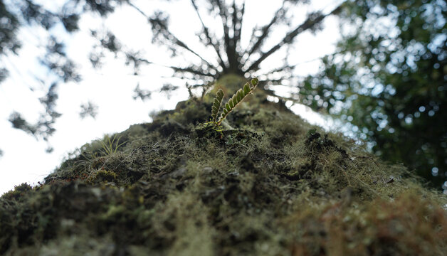 Tronco da arauc&aacute;ria ou pinheiro do paran&aacute; com suas plantas ep&iacute;fetas.