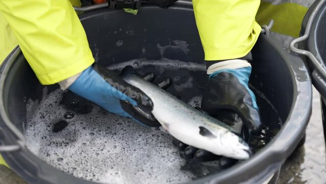 Veterinarian with protective gear checks salmon skin for ectoparasites; aquafarm