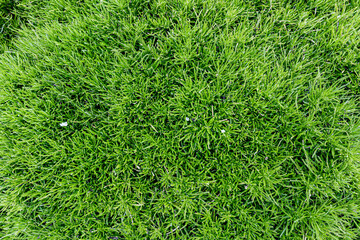 leaf texture green leaves Background, foliage nature