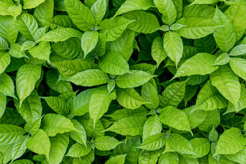 leaf texture green leaves Background, foliage nature