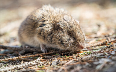 A closeup of a Common vole, Microtus arvalis, on the ground with a blurry background