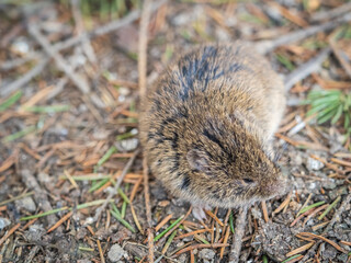 A closeup of a Common vole, Microtus arvalis, on the ground with a blurry background
