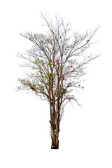 Obraz premium Tree without leaves Black trunk and branches. (autumn) and pink and red flowering tree and green leaves. Isolated on white background. (png)