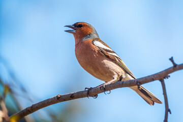 Common chaffinch, Fringilla coelebs, sits on a tree. Common chaffinch in wildlife.