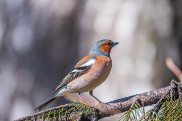 Common chaffinch, Fringilla coelebs, sits on a tree. Common chaffinch in wildlife.