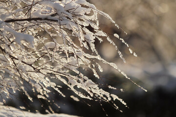 snow on branches of a tree