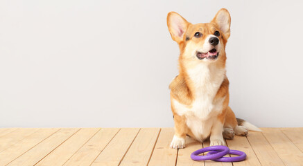 Cute dog with toys sitting on floor against light background. Banner for design © Pixel-Shot