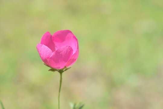 Flor Rosa Tulipan, Fondo Verde, Espacio Para Letras, Saludos, Día De La Madre, Cumpleaños 