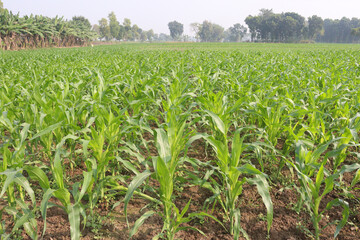 maize farm on field for harvest