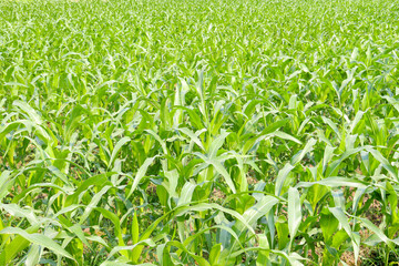 maize farm on field for harvest