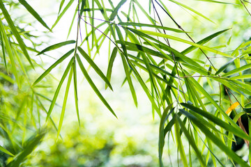 Green bamboo leaves for background