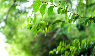 Fototapeta na wymiar Fresh and green leaves for background