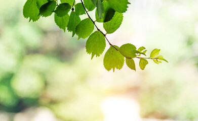 Obraz premium Fresh and green leaves for background