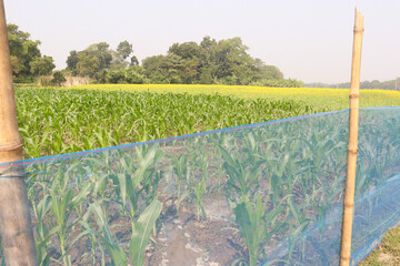 yellow mustard flower on farm