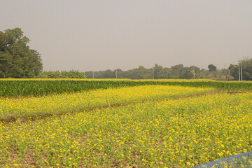 Obraz premium yellow mustard flower on farm