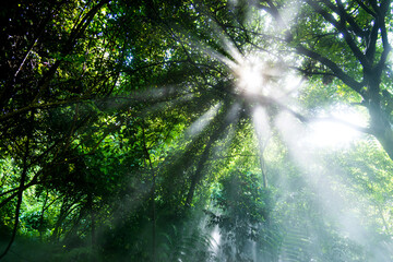 Morning sun beams in a rainforest