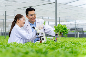 Naklejka premium Asian scientists are testing the growth of vegetables in a hydroponic growing system.