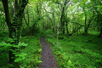 refreshing spring forest with path