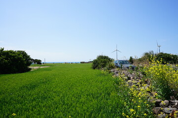 green barley field in gapado island