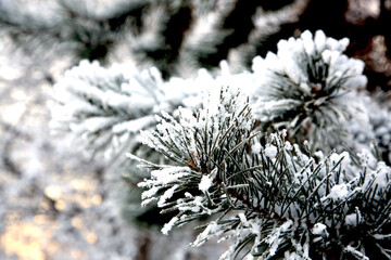 Naklejka na ściany i meble frost on branches of pine