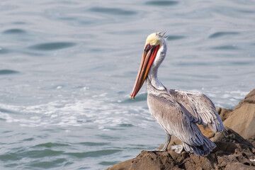 Brown Pelican in Abalone cove on the central coast of Cambria California United States