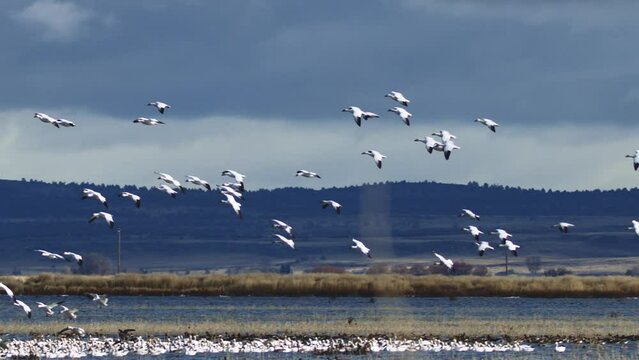 Snow Geese in Southern Oregon