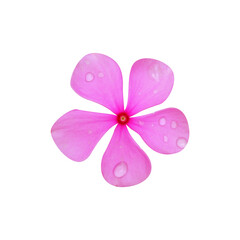 periwinkle, geranium, flower