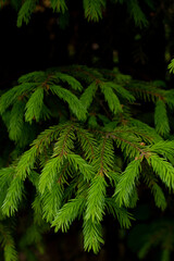 Fir evergreen tree close up