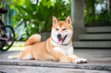 Shiba dog lying on a floor with a bicycle in the background