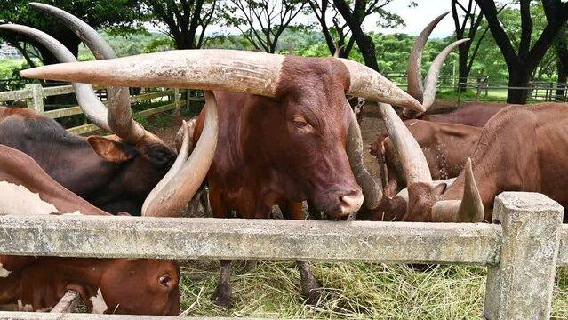 Ankole-Watusi cattles living in the farm. The Ankole‑Watusi is medium-sized and elegant in appearance.