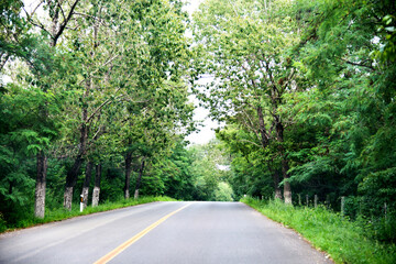 Fototapeta premium Asphalt curvy road through the deep forest