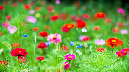 Beautiful galsang flowers on the grassland