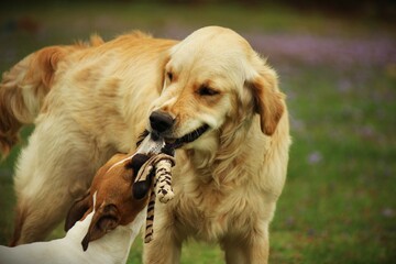 dogs playing