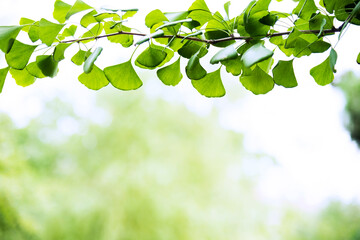 Ginkgo biloba tree branch against lush green background