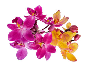 Purple orchid, Philippine ground orchid, Tropical flowers isolated on white background, with clipping path