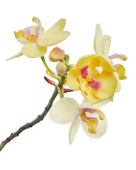 Naklejka na ściany i meble Yellow orchid, Philippine ground orchid, Tropical flowers isolated on white background, with clipping path 