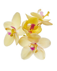 Yellow orchid, Philippine ground orchid, Tropical flowers isolated on white background, with clipping path 